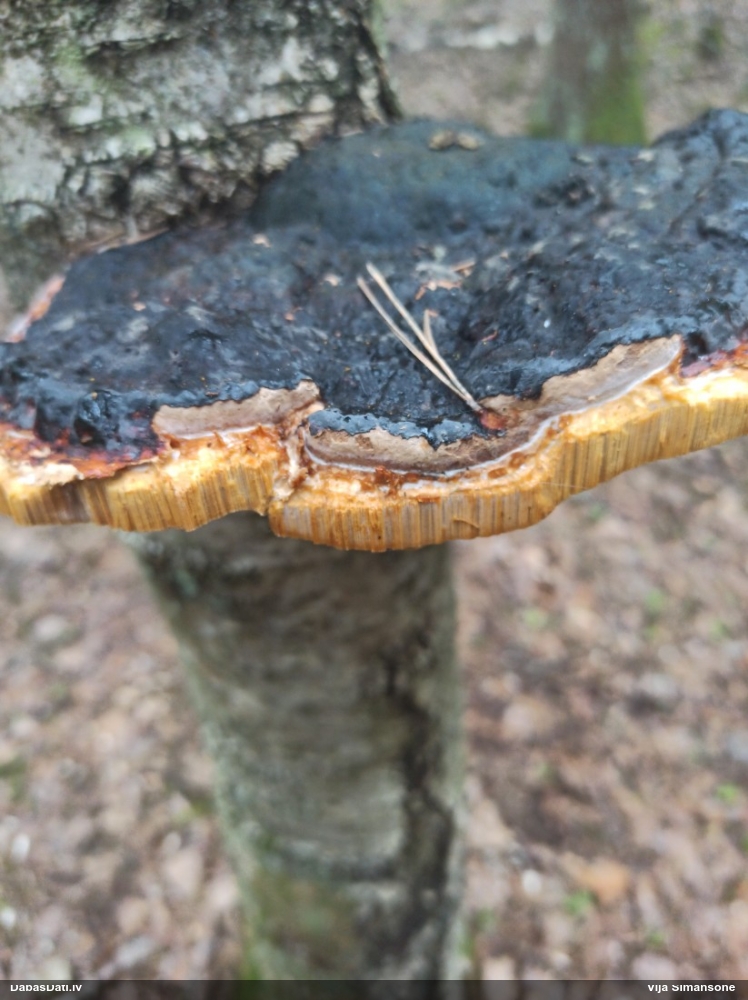 Окаймленный трутовик