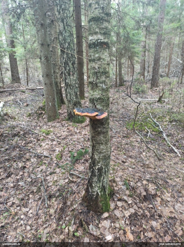 Окаймленный трутовик