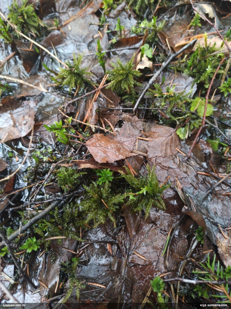 Parastā kociņsūna