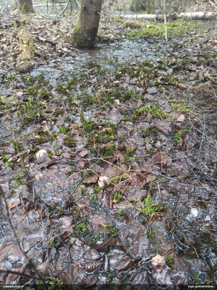 Parastā kociņsūna