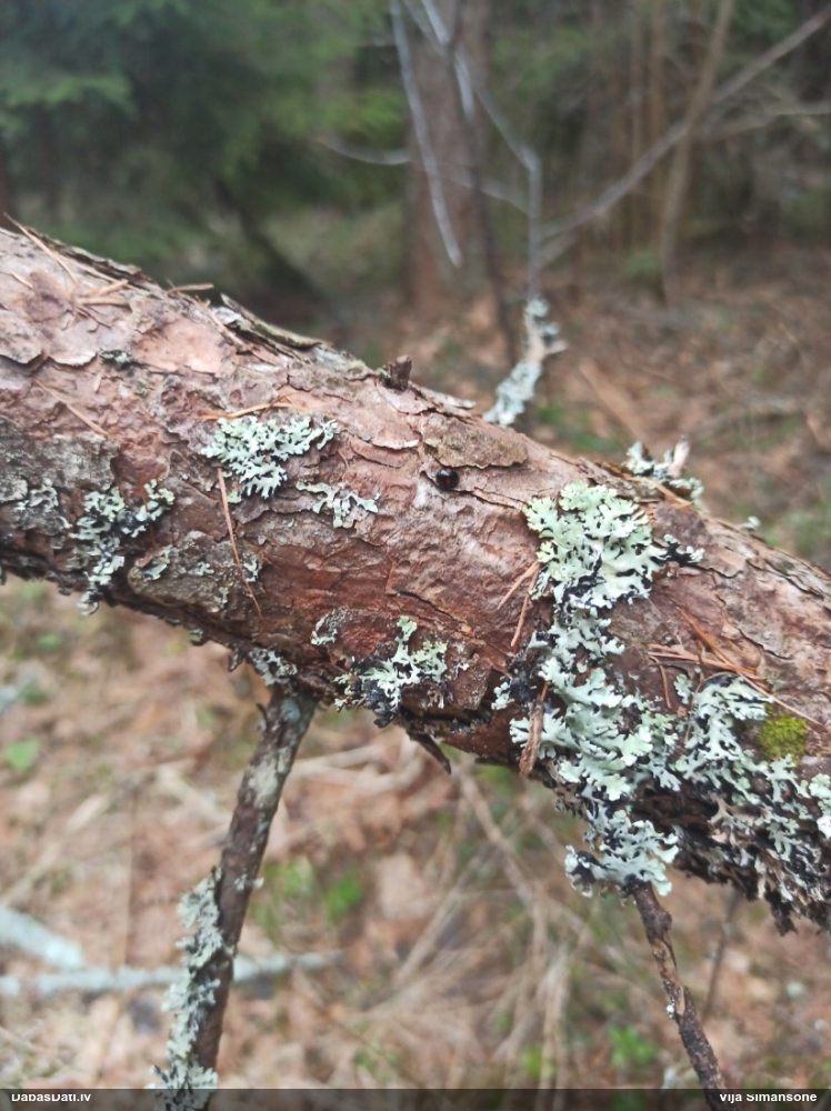 Ovālplankumu melnmārīte