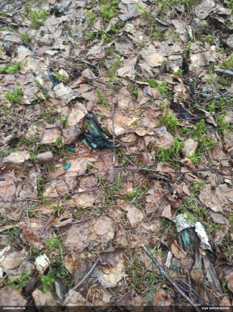 Zilzaļā hlorociborija