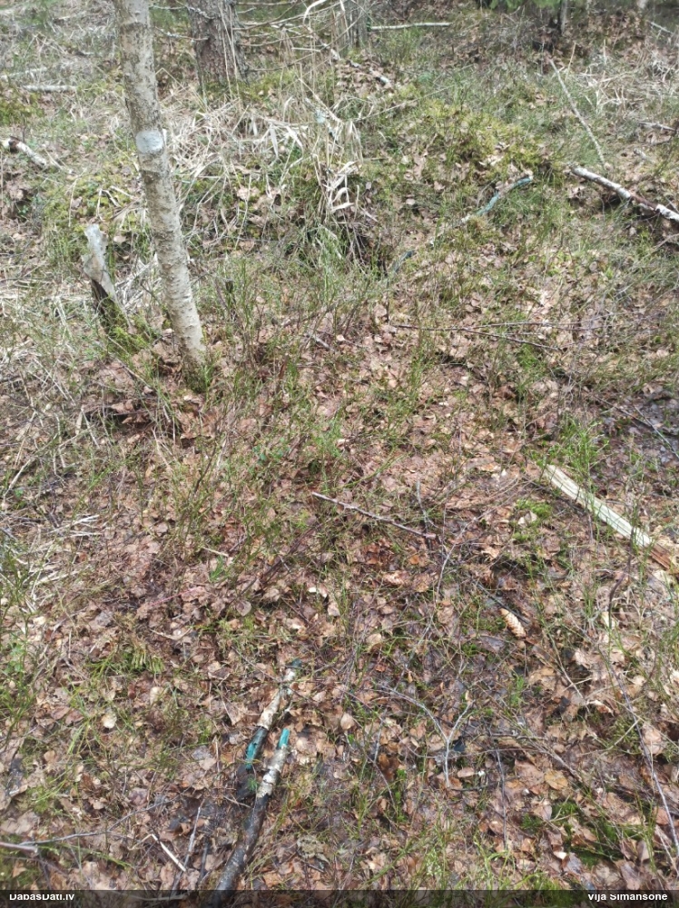 Zilzaļā hlorociborija