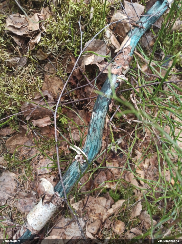 Zilzaļā hlorociborija