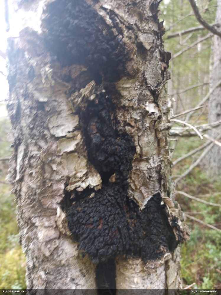 Melnā spulgpiepe, čaga