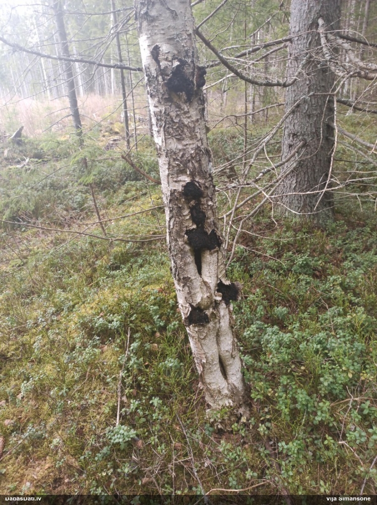 Melnā spulgpiepe, čaga