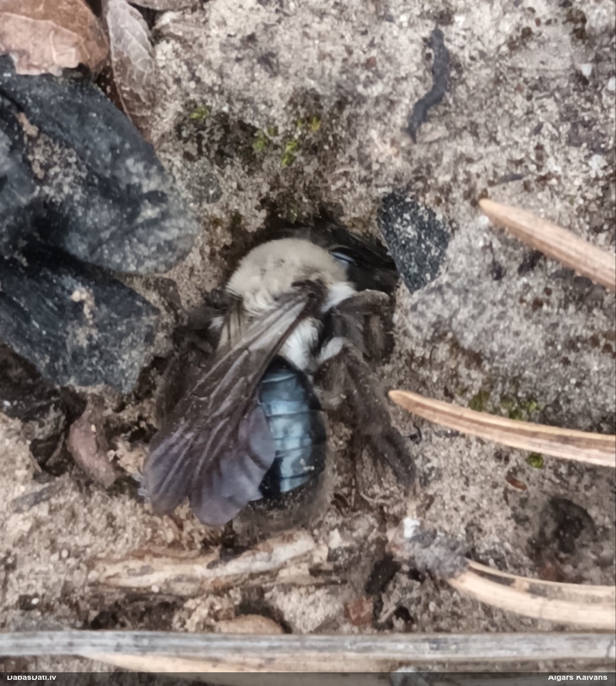 Smilšbite Andrena vaga