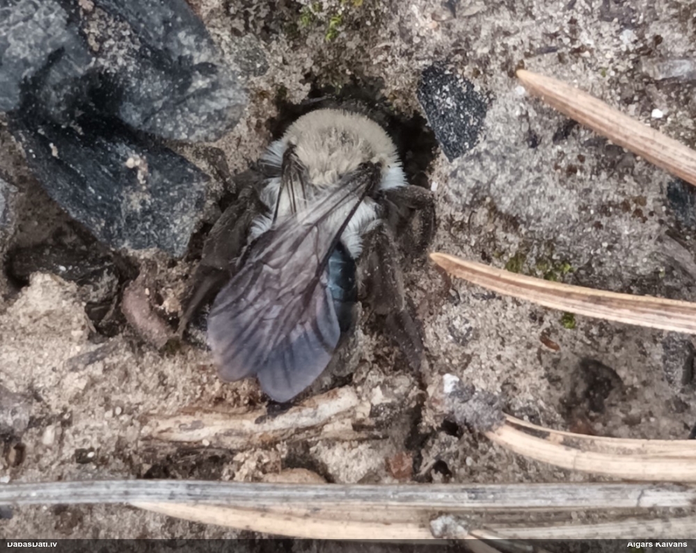 Smilšbite Andrena vaga