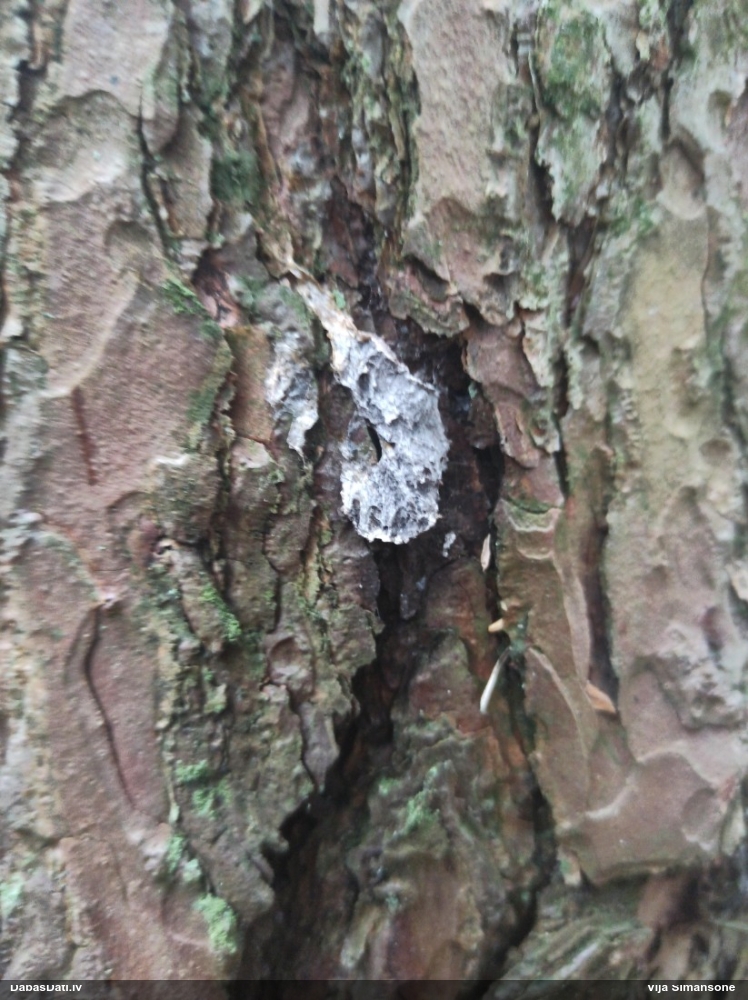 Baltais ragansviests