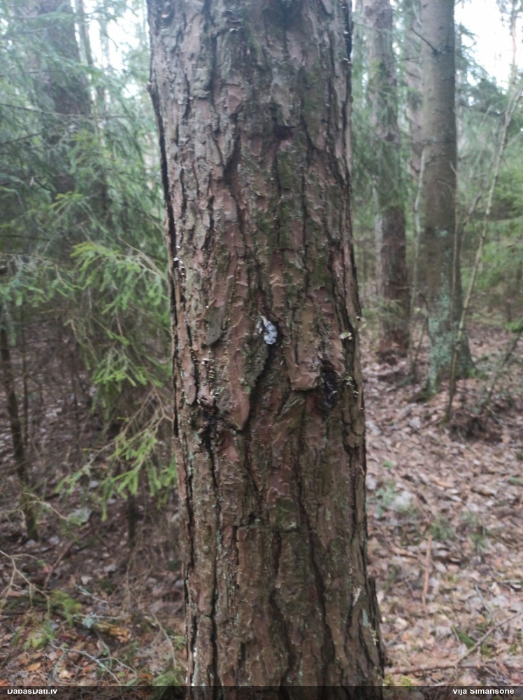 Baltais ragansviests