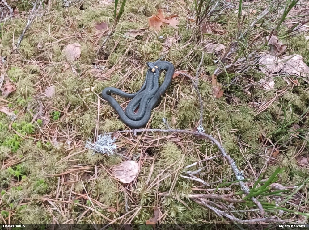 обыкновенный уж