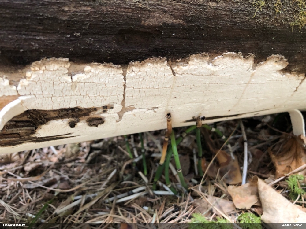 Viļņainā antrodija