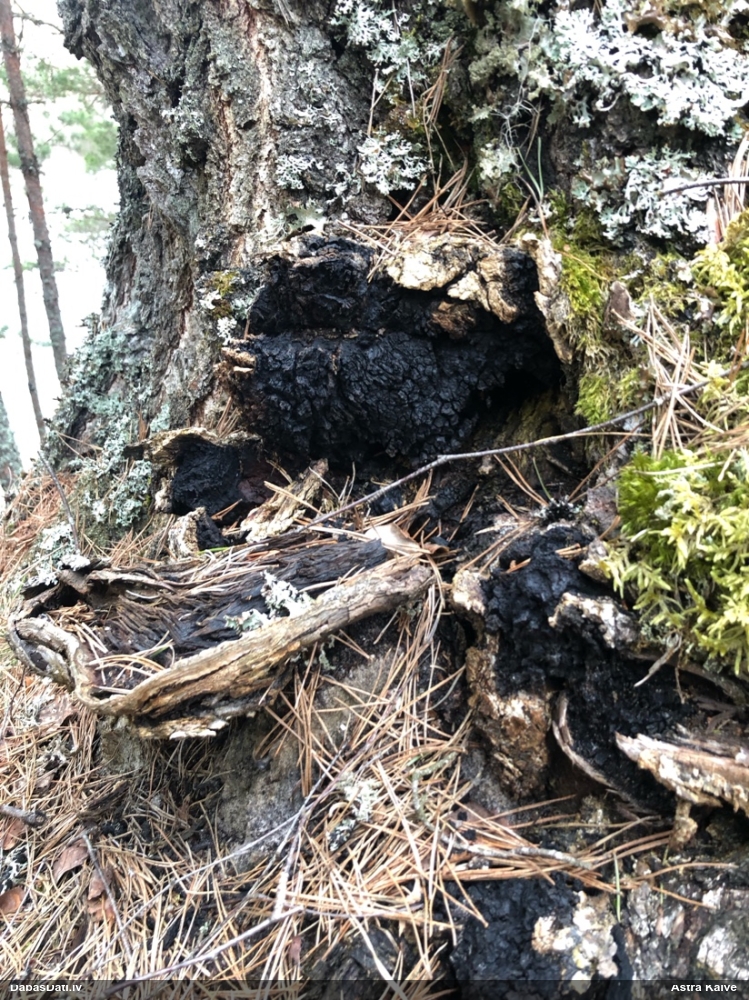 Melnā spulgpiepe, čaga