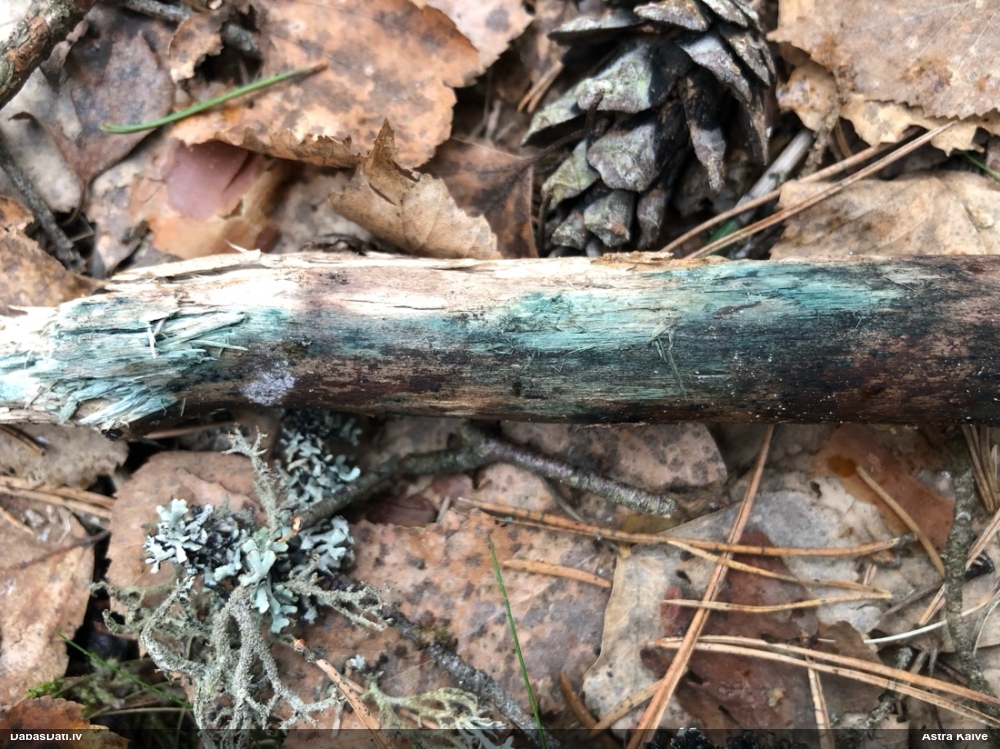 Zilzaļā hlorociborija