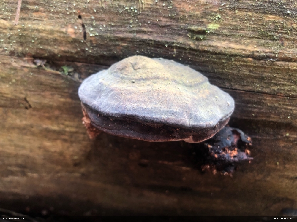 Rožainā apmalpiepe