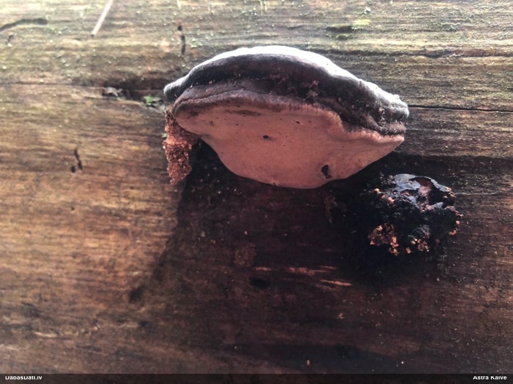 Rožainā apmalpiepe