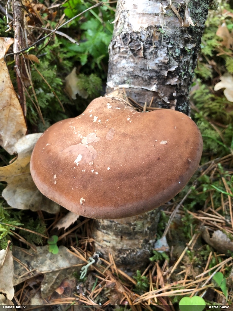 березовый Трутовик