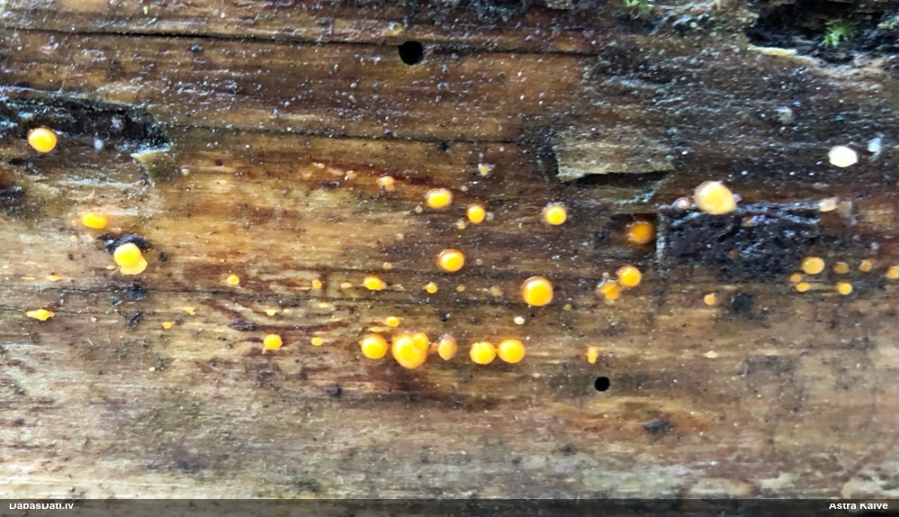 распадающийся дакримицес