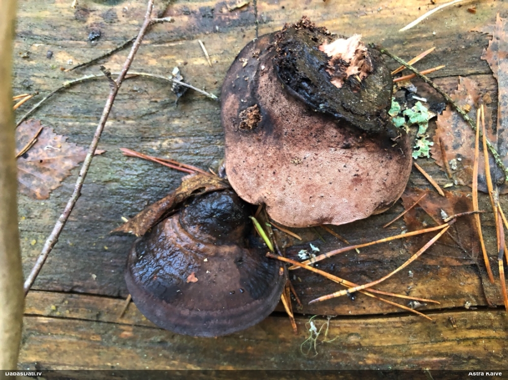 Rožainā apmalpiepe