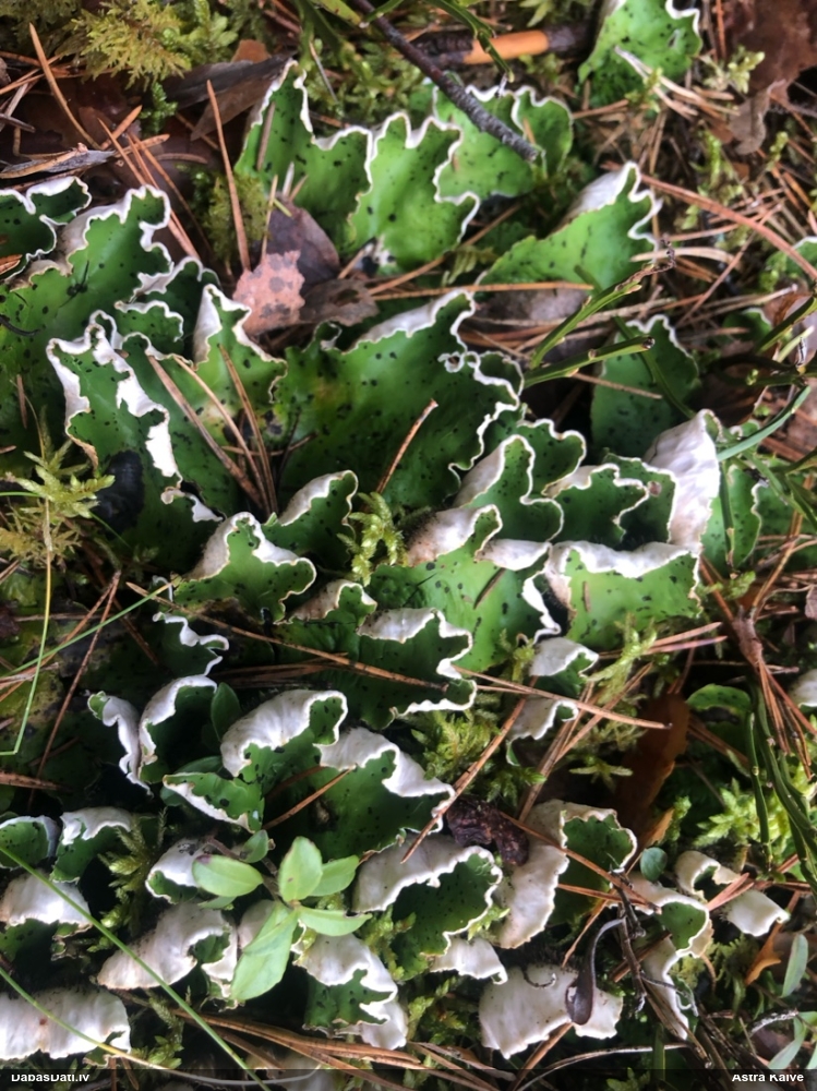 Kārpainā peltīgera