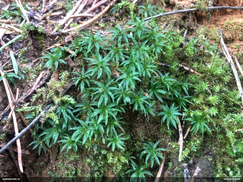 Viļņainā lācīte