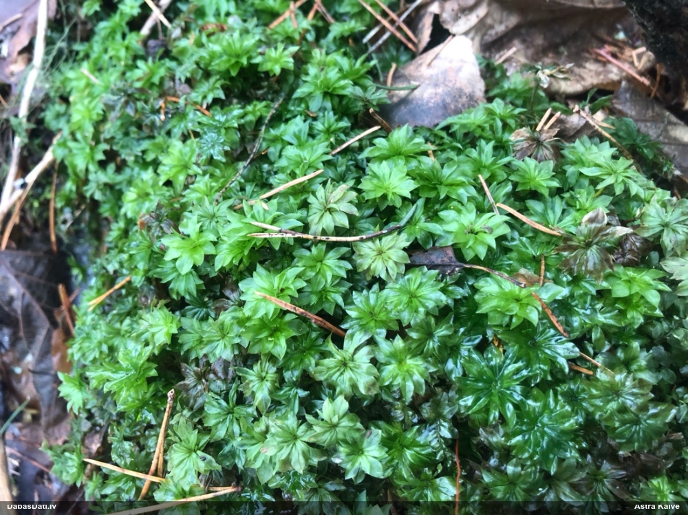 Parastā rožgalvīte