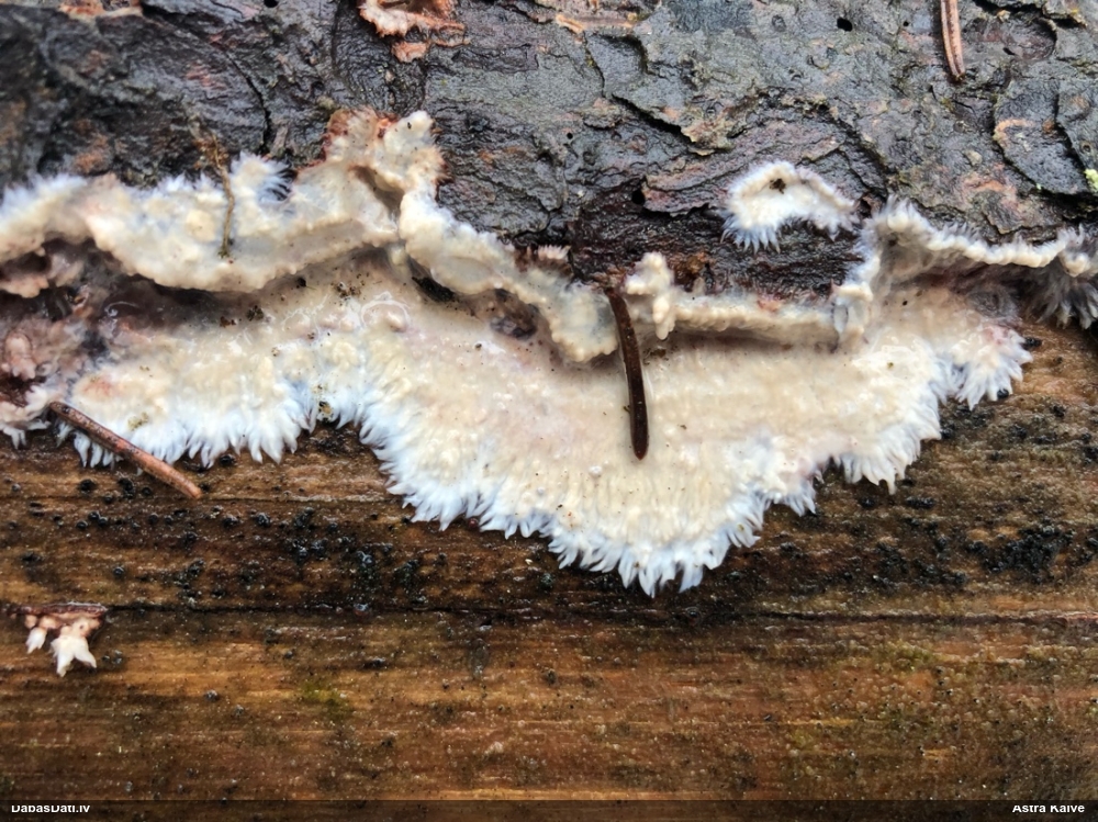 Centrbēdzes flēbija