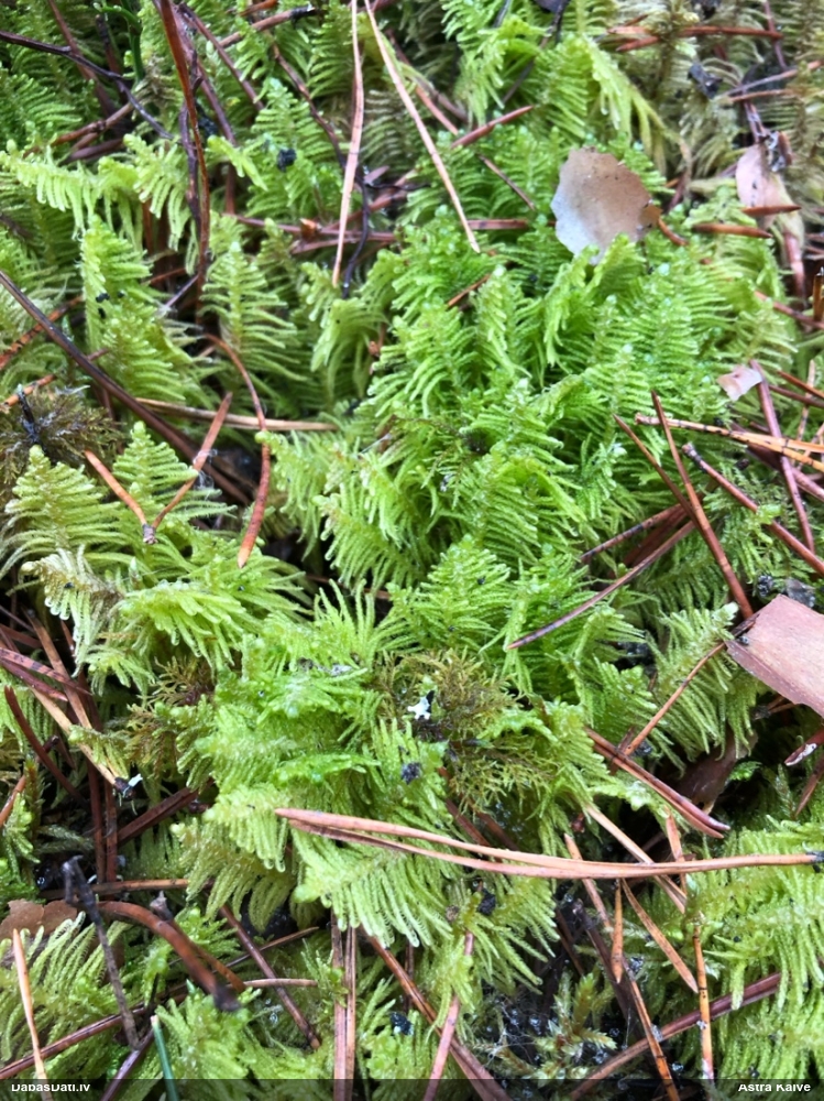 Parastā straussūna