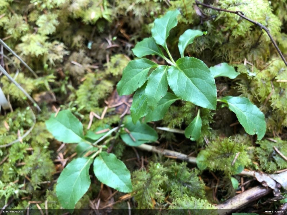 ортилия однобокая