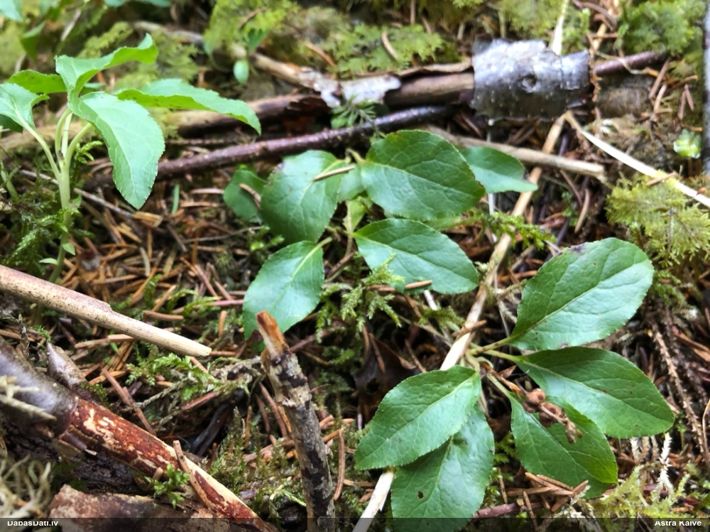 ортилия однобокая