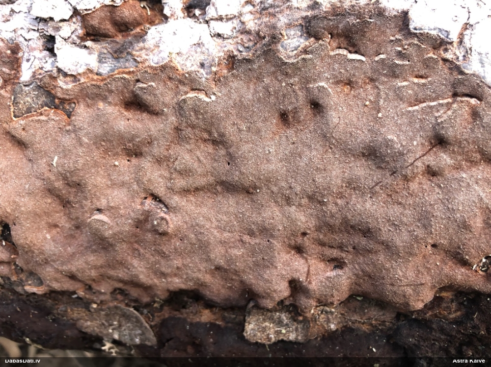 Tumšbrūnā cietpiepe