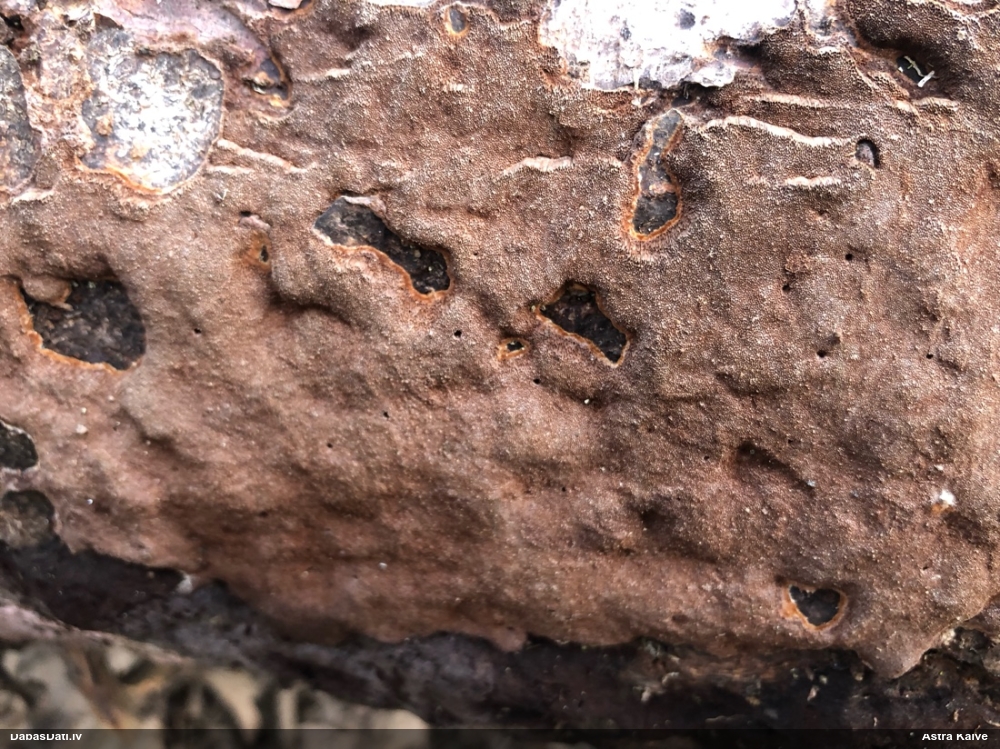 Tumšbrūnā cietpiepe