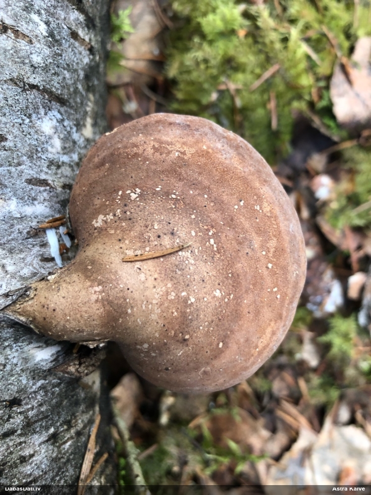 березовый Трутовик