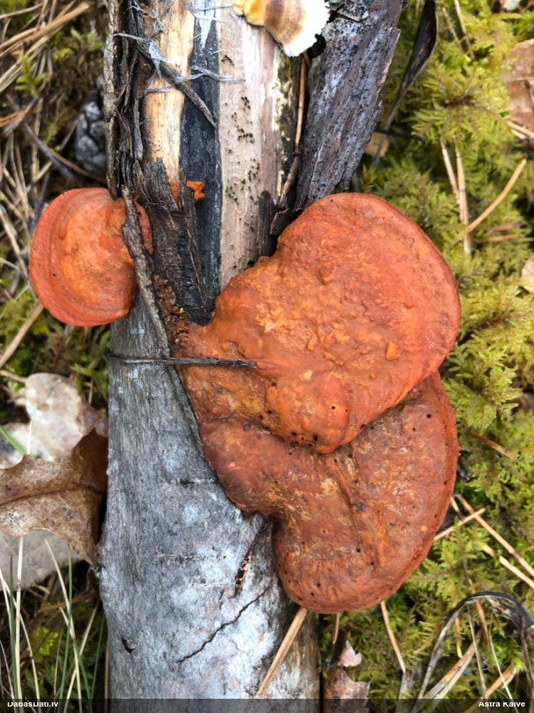 Parastā cinobrpiepe