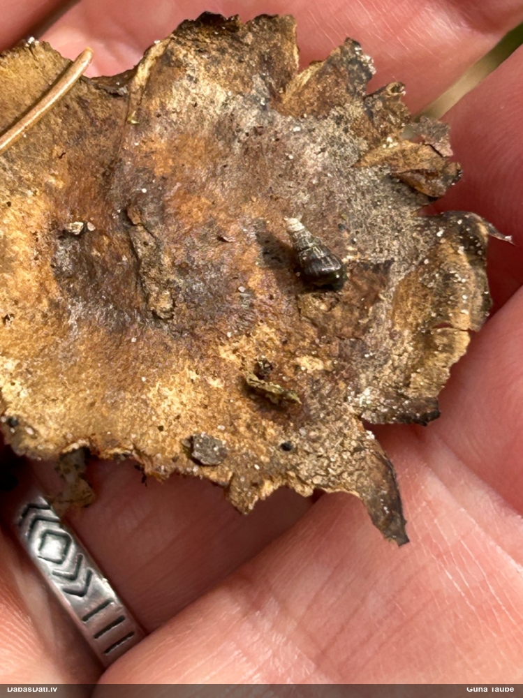 Gludais vārpstiņgliemezis