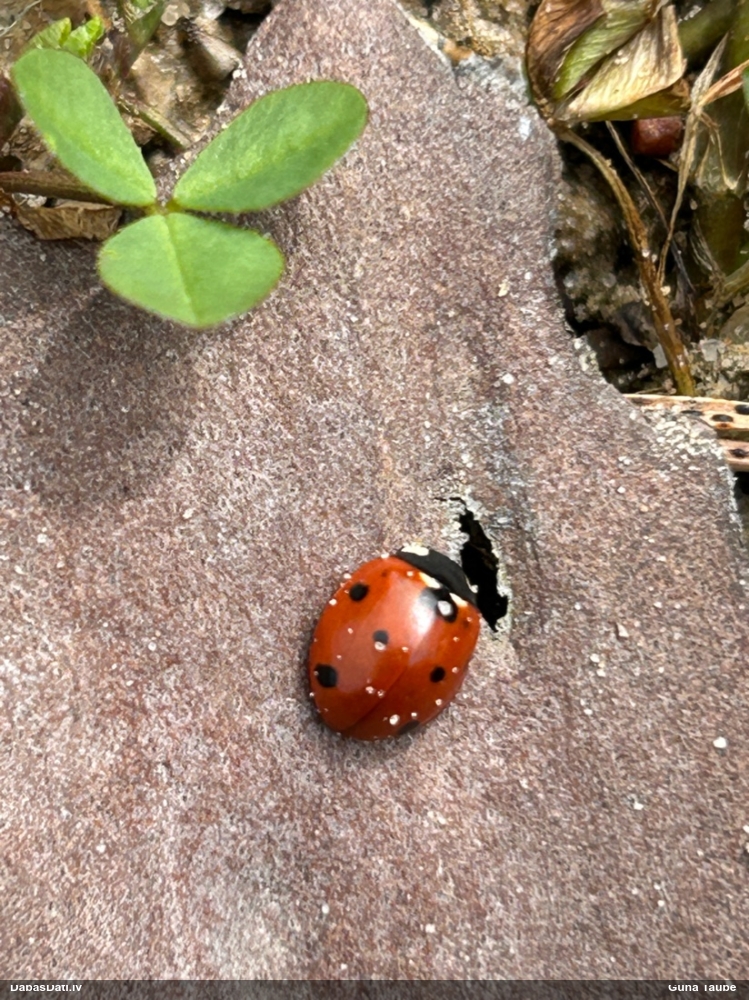 Septiņpunktu mārīte