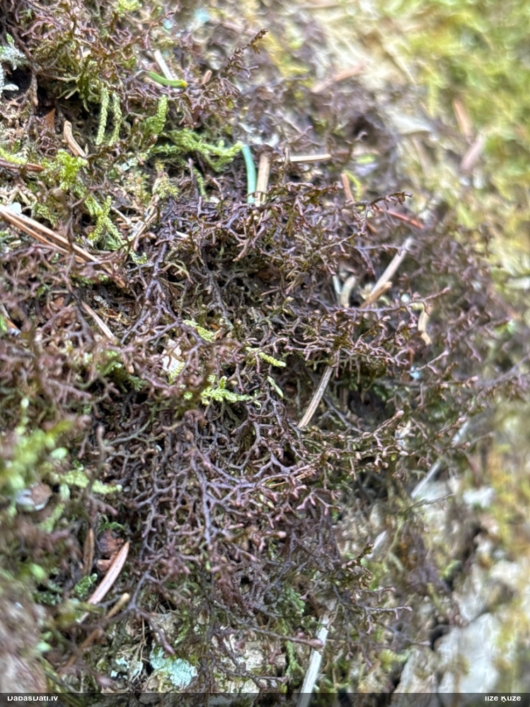 Tamariska frulānija