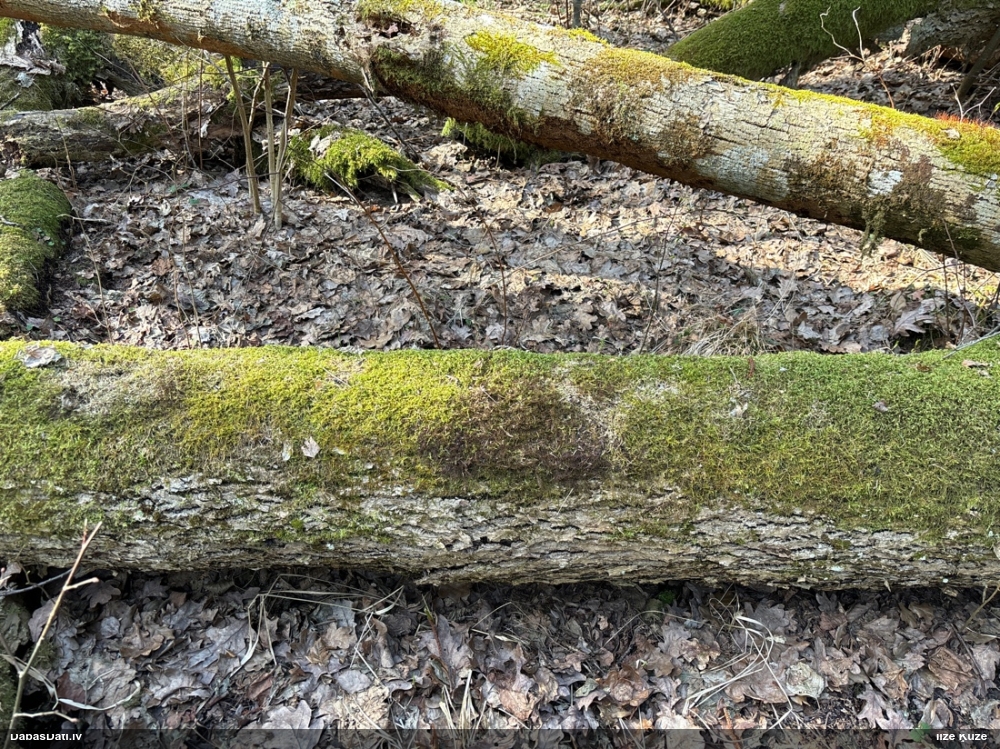 Tamariska frulānija