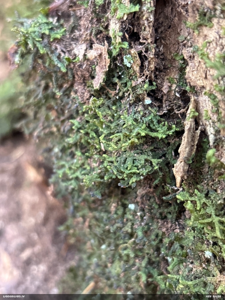 Plakanlapu porenīte