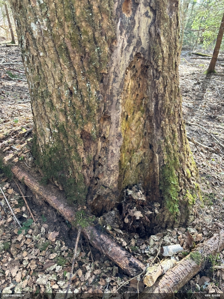 Plakanlapu porenīte