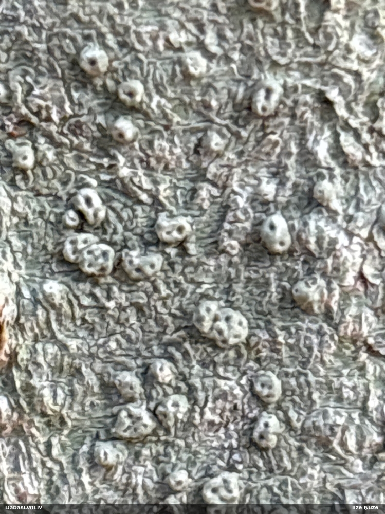 Caurumainā pertuzārija