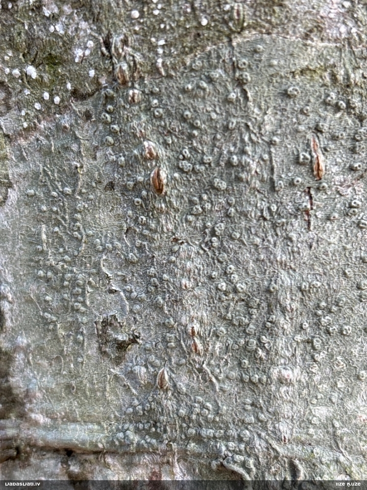 Caurumainā pertuzārija