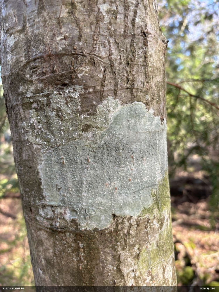 Caurumainā pertuzārija