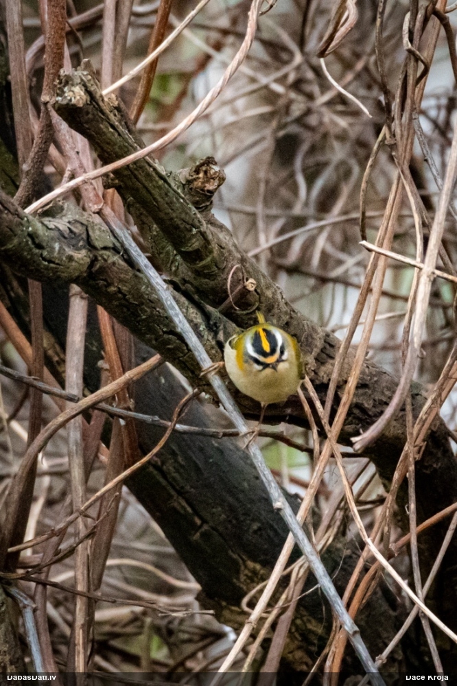 красноголовый королек