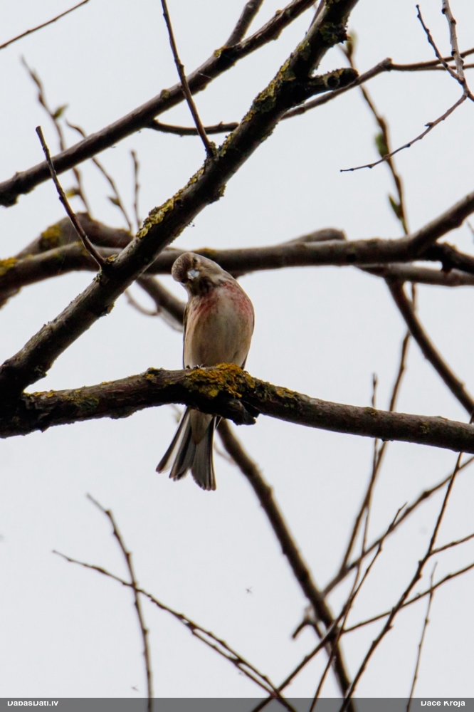 коноплянка