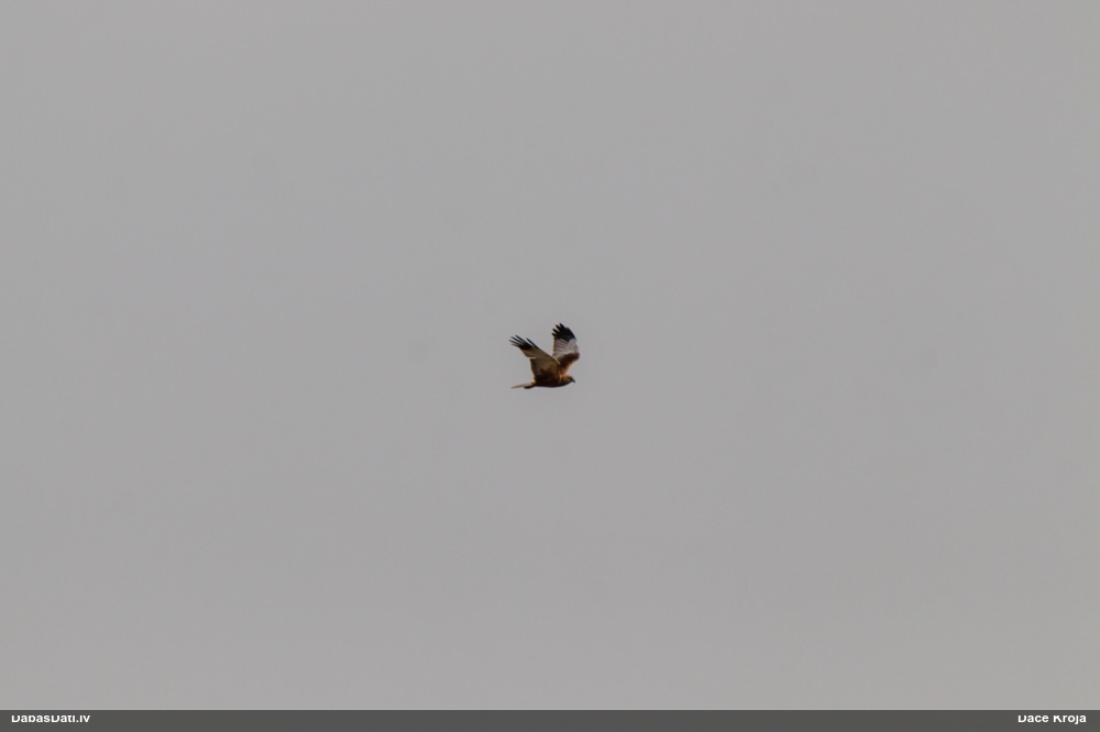 болотный лунь