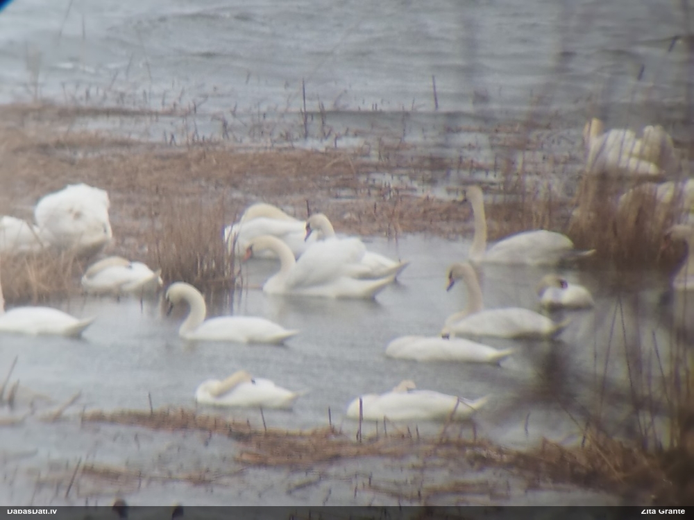 лебедь-шипун