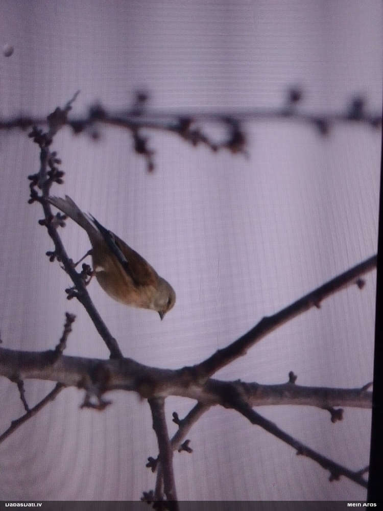 коноплянка