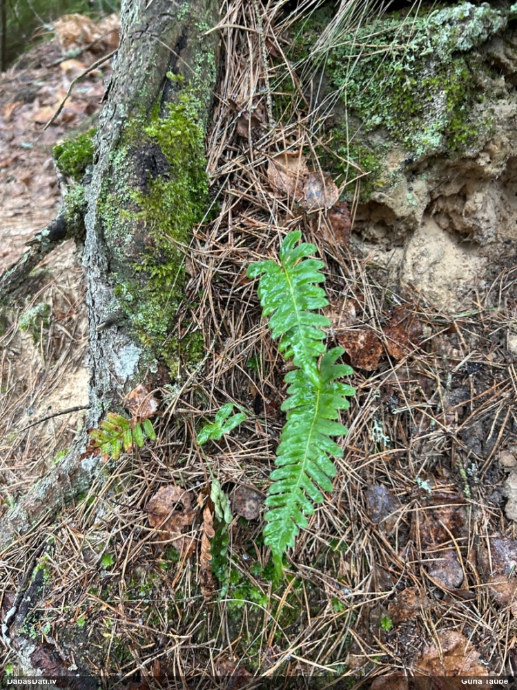 многоножка обыкновенная