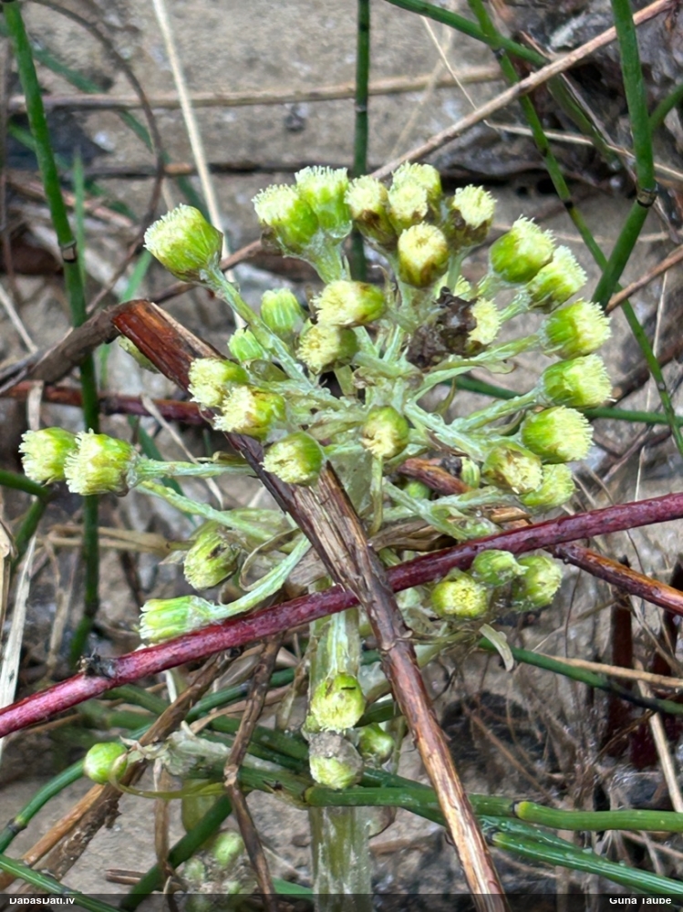 белокопытник ложный